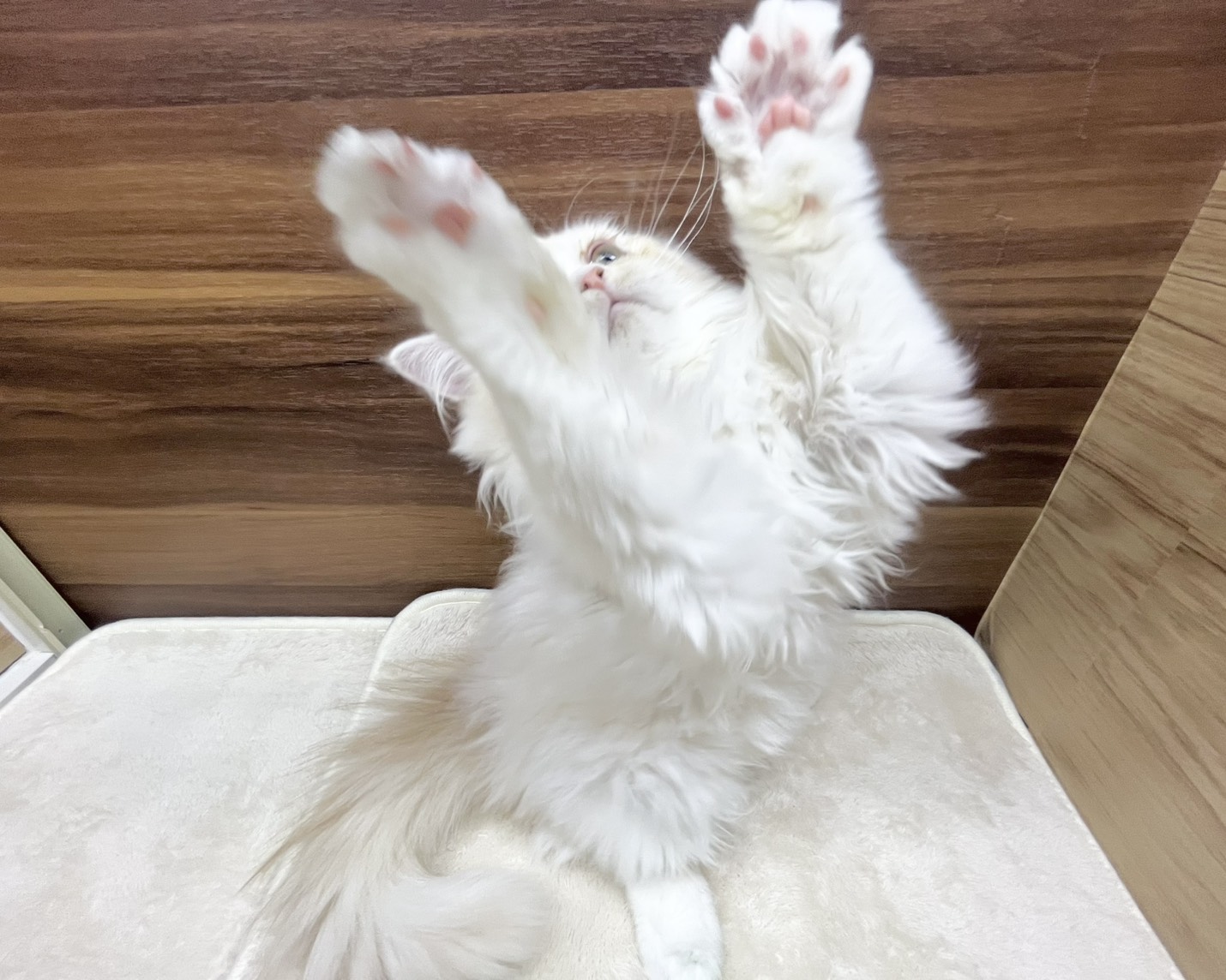 群馬県のラガマフィン (かねだいペットトライアル桐生/2025年6月6日生まれ/男の子/クリームタビーホワイト)の子猫の2枚目の画像