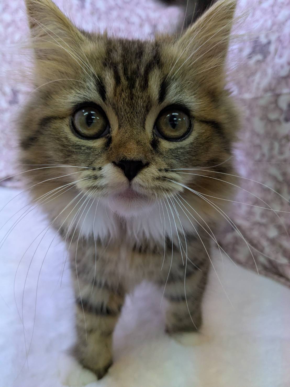 茨城県のハーフ猫・ミックス猫 (かねだいペットトライアル利根川/2025年8月3日生まれ/男の子/ブラウンタビーホワイト)の子猫の2枚目の画像