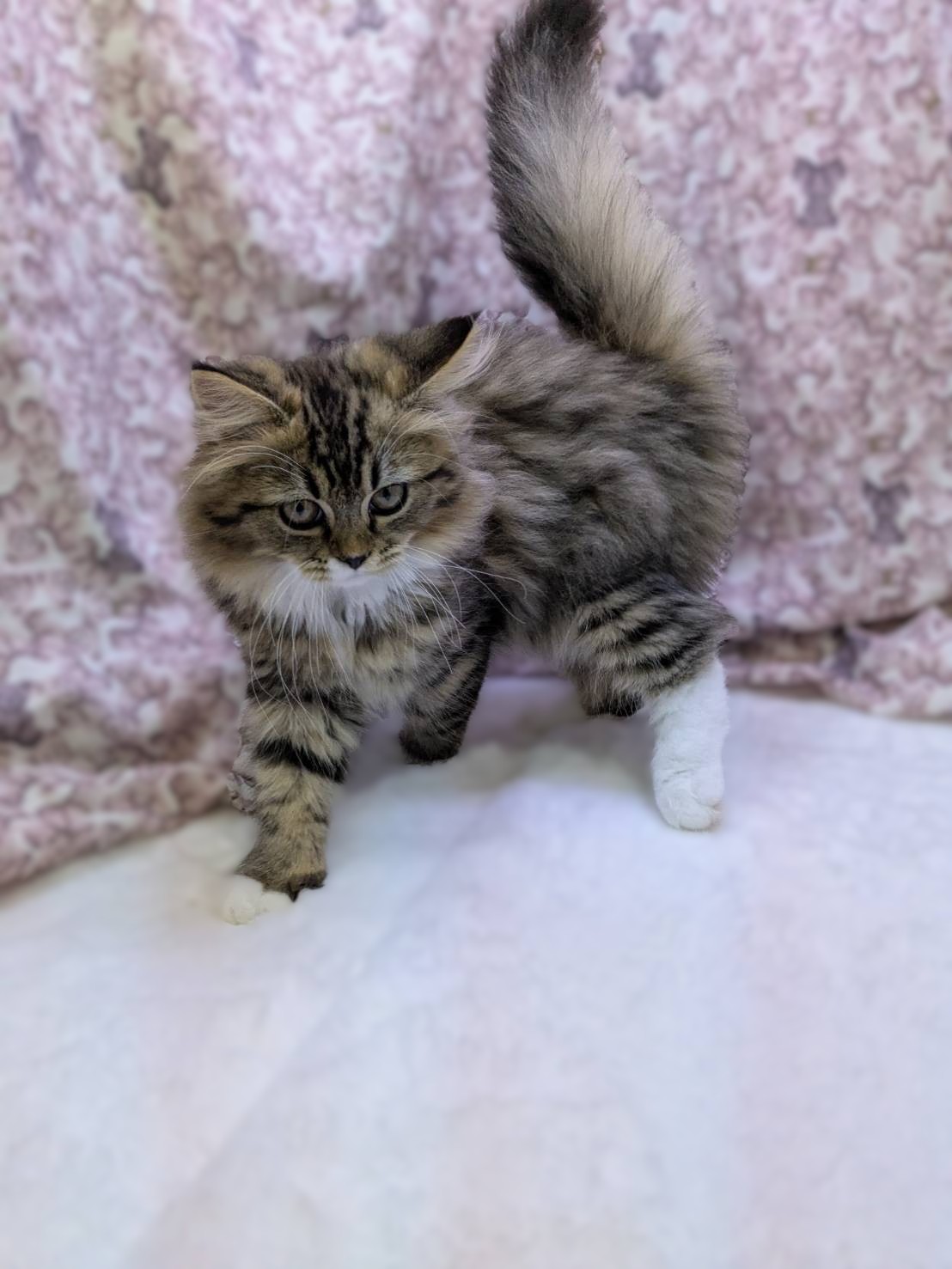 茨城県のハーフ猫・ミックス猫 (かねだいペットトライアル利根川/2025年8月3日生まれ/男の子/ブラウンタビーホワイト)の子猫の3枚目の画像