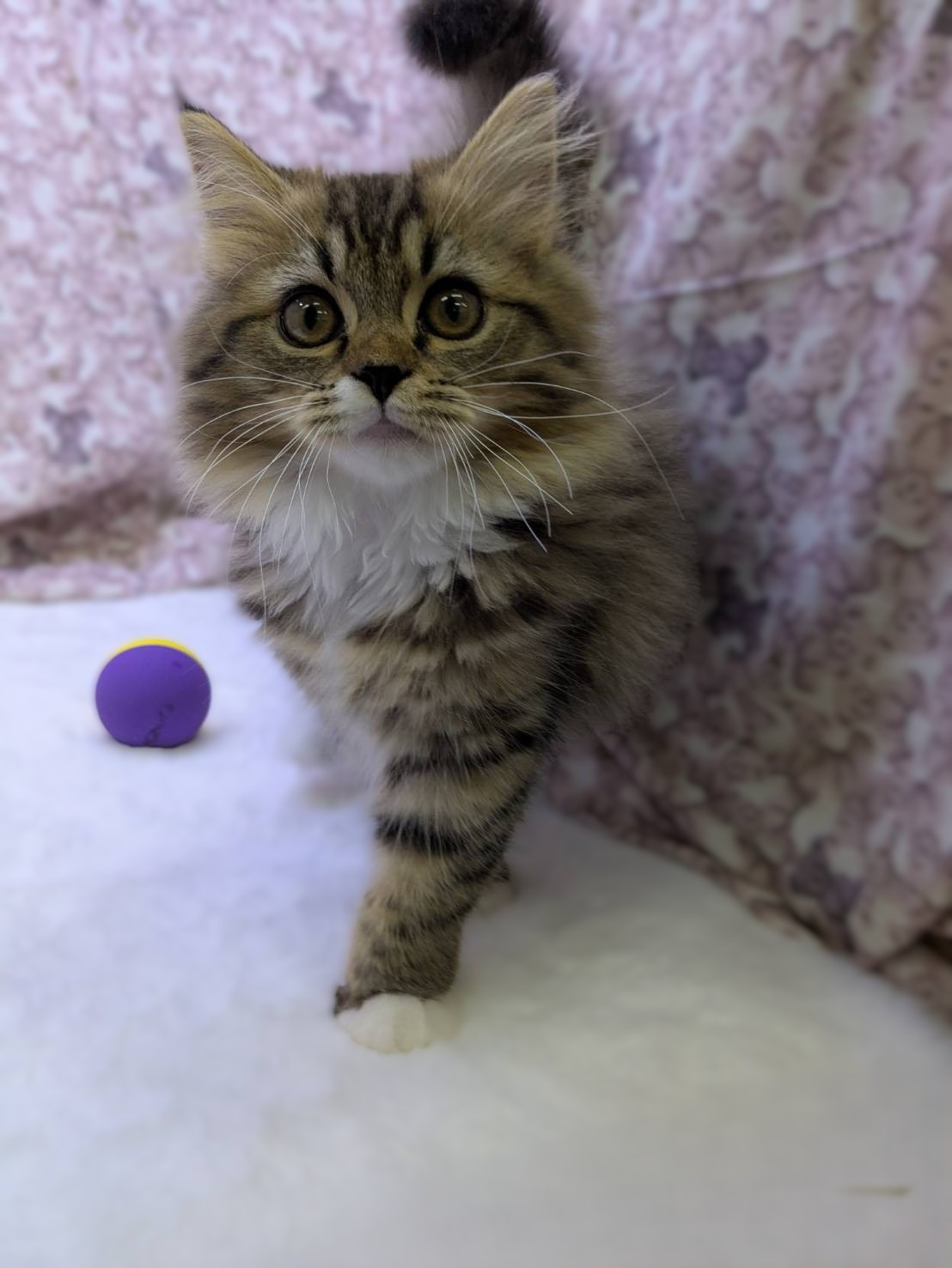 茨城県のハーフ猫・ミックス猫 (かねだいペットトライアル利根川/2025年8月3日生まれ/男の子/ブラウンタビーホワイト)の子猫の1枚目の画像