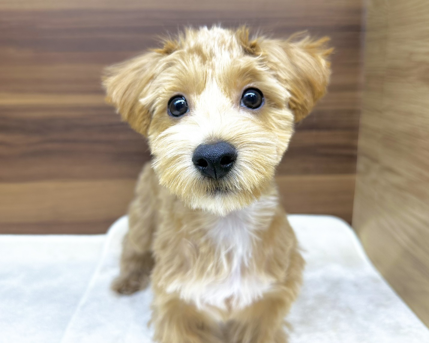 群馬県のマルプー(マルチーズ×プードル) (かねだいペットトライアル桐生/2025年7月14日生まれ/男の子/アプリコット)の子犬の4枚目の画像