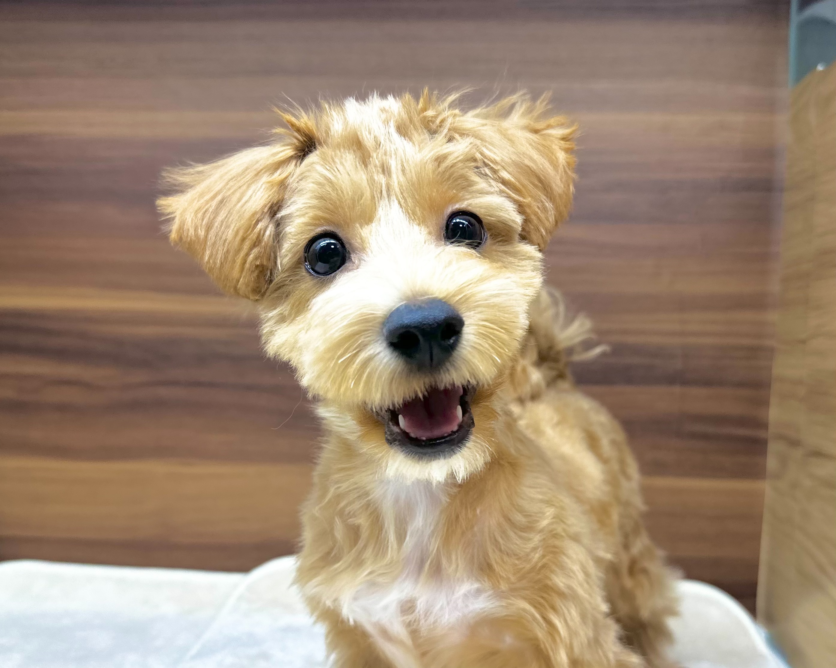 群馬県のマルプー(マルチーズ×プードル) (かねだいペットトライアル桐生/2025年7月14日生まれ/男の子/アプリコット)の子犬の1枚目の画像