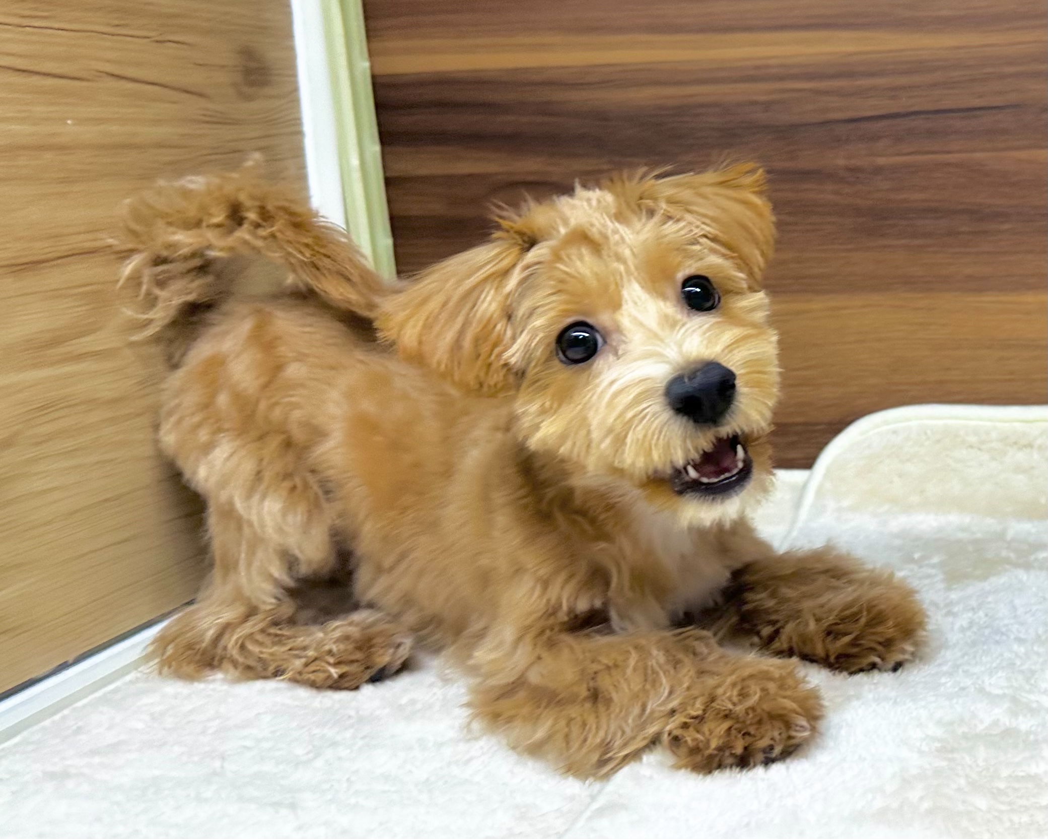 群馬県のマルプー(マルチーズ×プードル) (かねだいペットトライアル桐生/2025年7月14日生まれ/男の子/アプリコット)の子犬の3枚目の画像