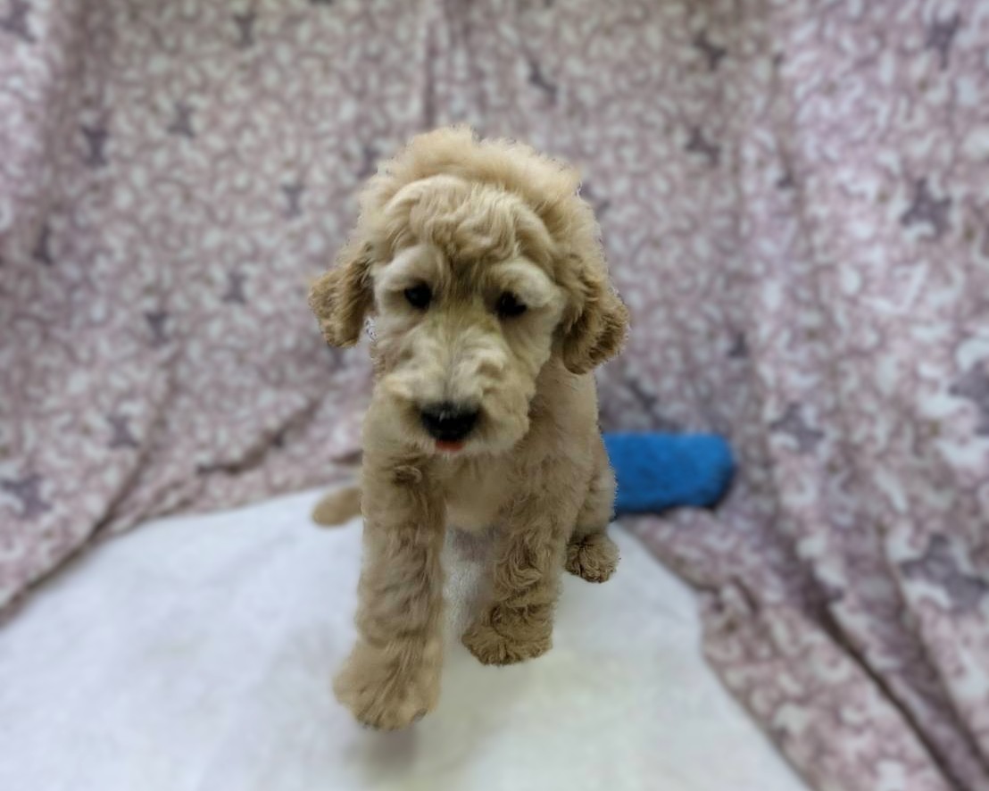 茨城県のハーフ犬・ミックス犬 (かねだいペットトライアル利根川/2025年8月29日生まれ/女の子/ゴールド)の子犬の2枚目の画像