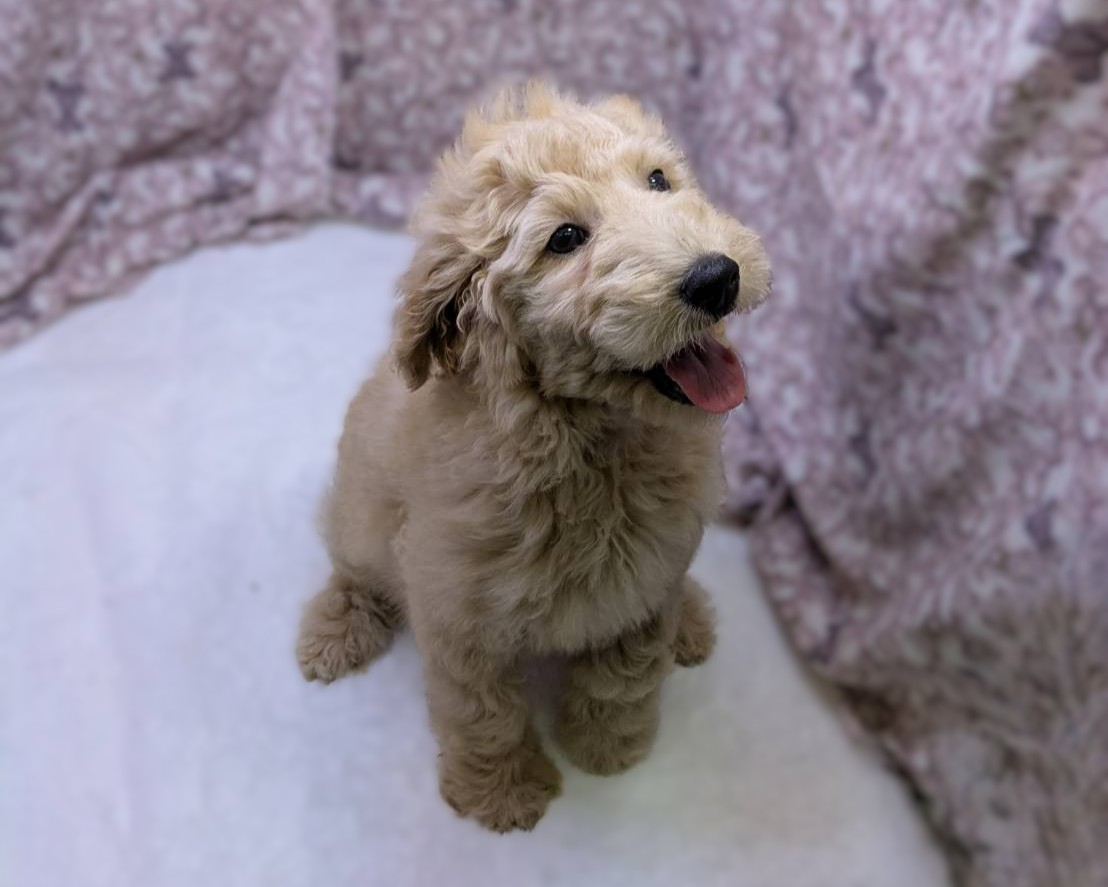 茨城県のハーフ犬・ミックス犬 (かねだいペットトライアル利根川/2025年8月29日生まれ/女の子/ゴールド)の子犬の3枚目の画像