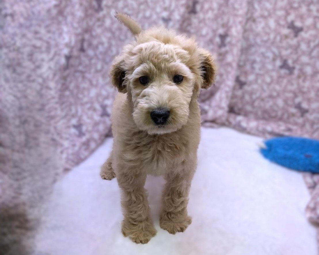 茨城県のハーフ犬・ミックス犬 (かねだいペットトライアル利根川/2025年8月29日生まれ/女の子/ゴールド)の子犬の1枚目の画像