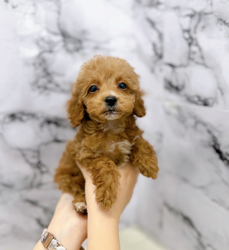 神奈川県のトイプードル(トイ) (かねだい東戸塚店/2025年9月12日生まれ/男の子/レッドホワイト)の子犬の1枚目の画像