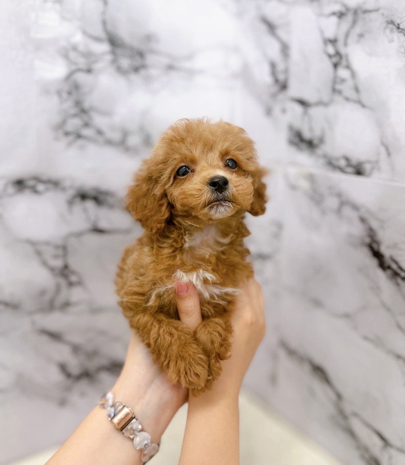 神奈川県のトイプードル(トイ) (かねだい東戸塚店/2025年9月12日生まれ/男の子/レッドホワイト)の子犬の2枚目の画像