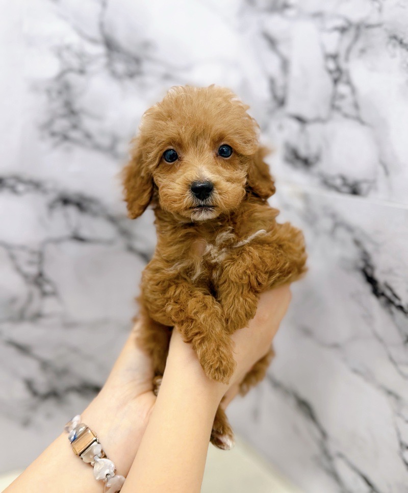 神奈川県のトイプードル(トイ) (かねだい東戸塚店/2025年9月12日生まれ/男の子/レッドホワイト)の子犬の3枚目の画像