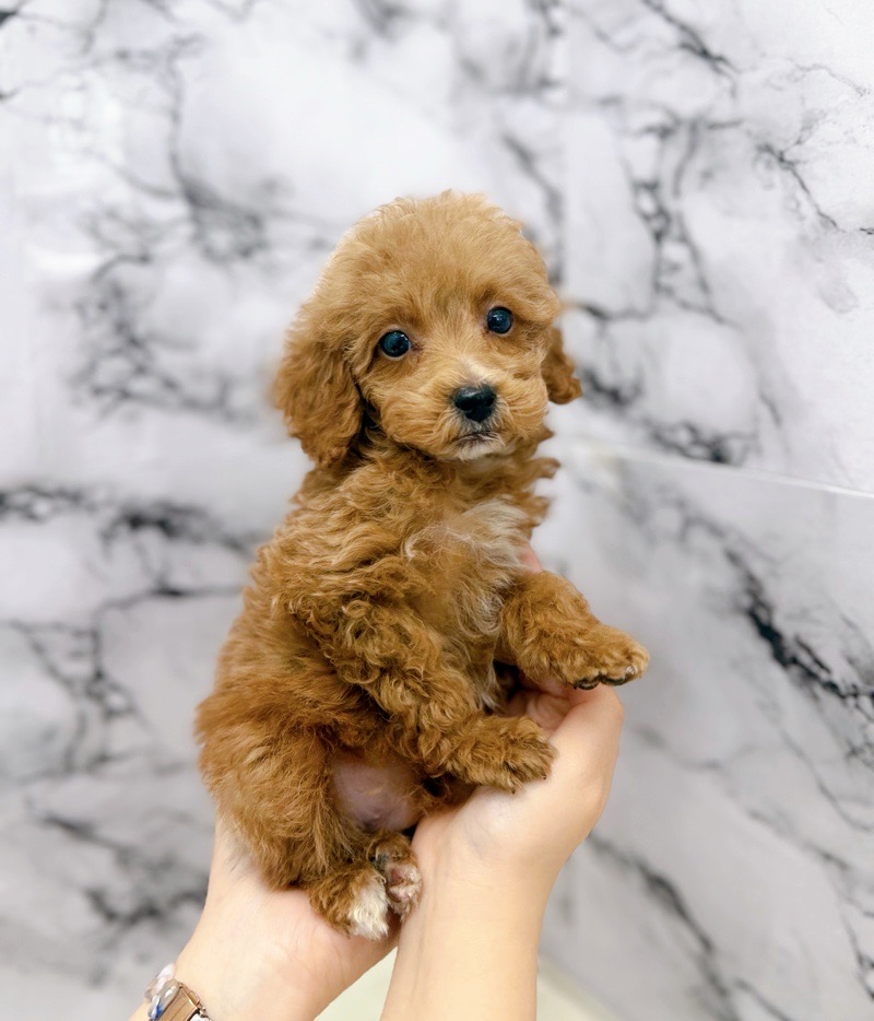 神奈川県のトイプードル(トイ) (かねだい東戸塚店/2025年9月12日生まれ/男の子/レッドホワイト)の子犬の4枚目の画像