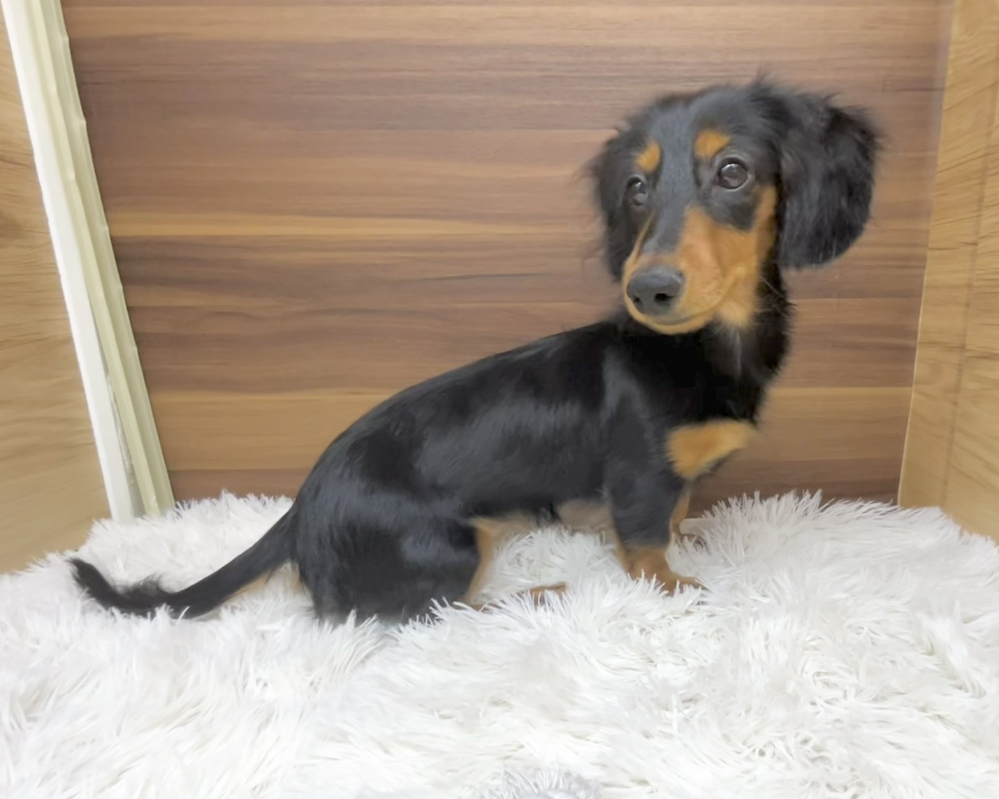 群馬県のミニチュアダックスフンド(ロング) (かねだいペットトライアル桐生/2025年5月11日生まれ/女の子/ブラックタン)の子犬の1枚目の画像