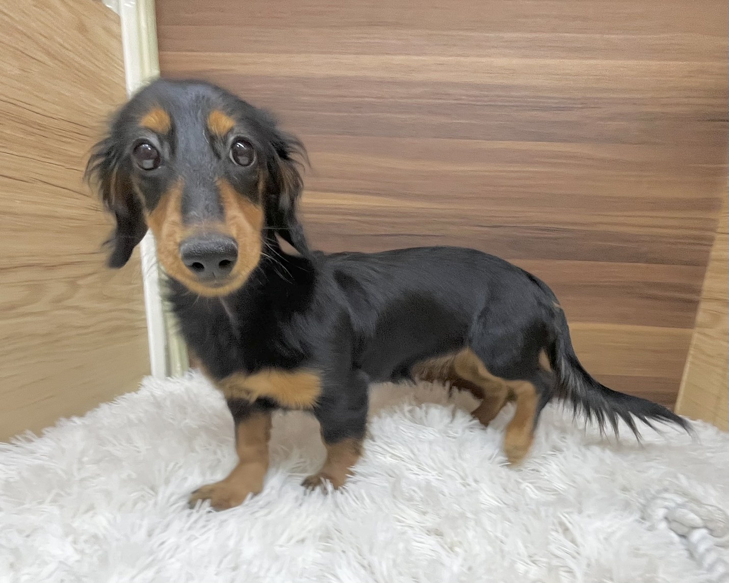 群馬県のミニチュアダックスフンド(ロング) (かねだいペットトライアル桐生/2025年5月11日生まれ/女の子/ブラックタン)の子犬の3枚目の画像