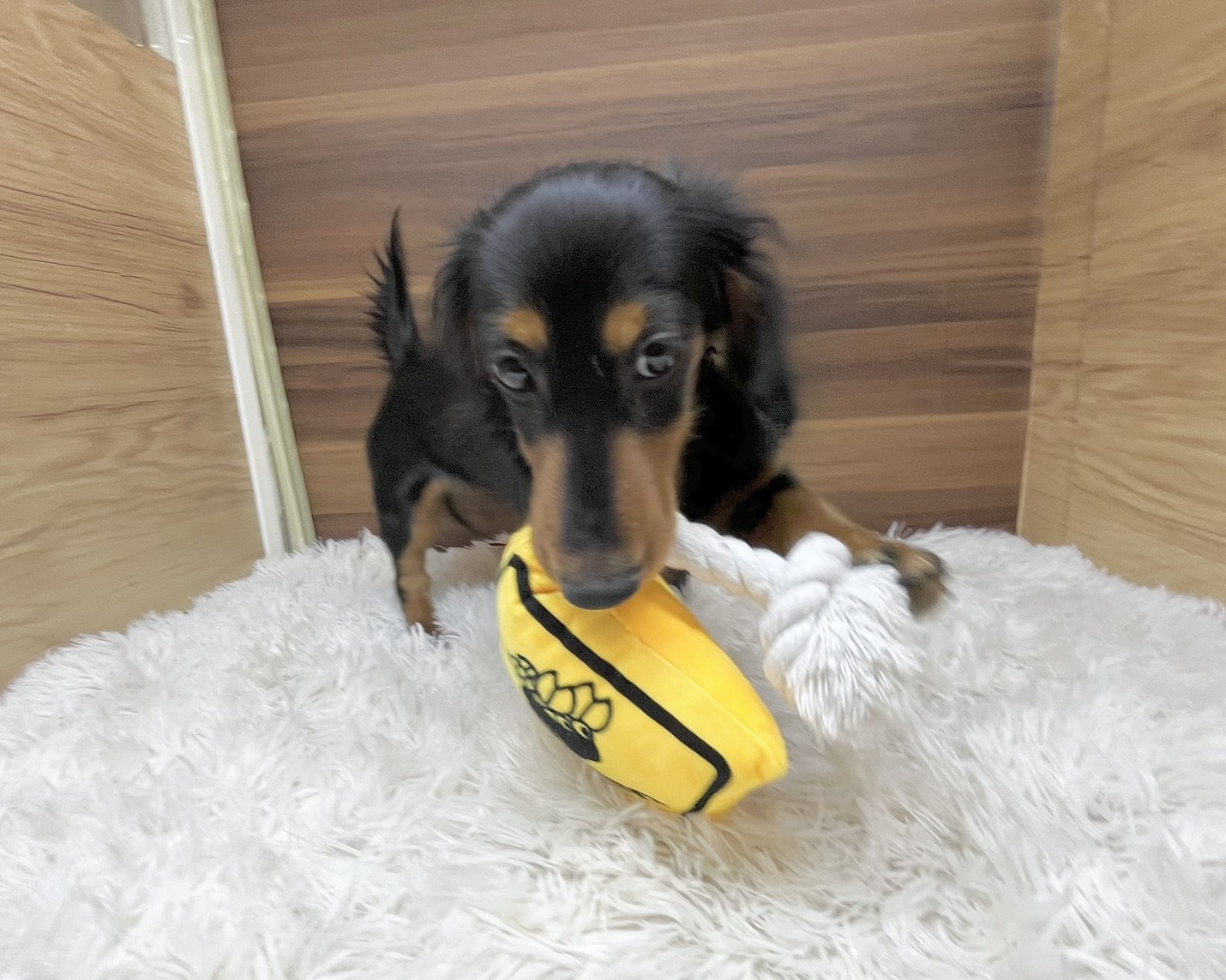 群馬県のミニチュアダックスフンド(ロング) (かねだいペットトライアル桐生/2025年5月11日生まれ/女の子/ブラックタン)の子犬の2枚目の画像