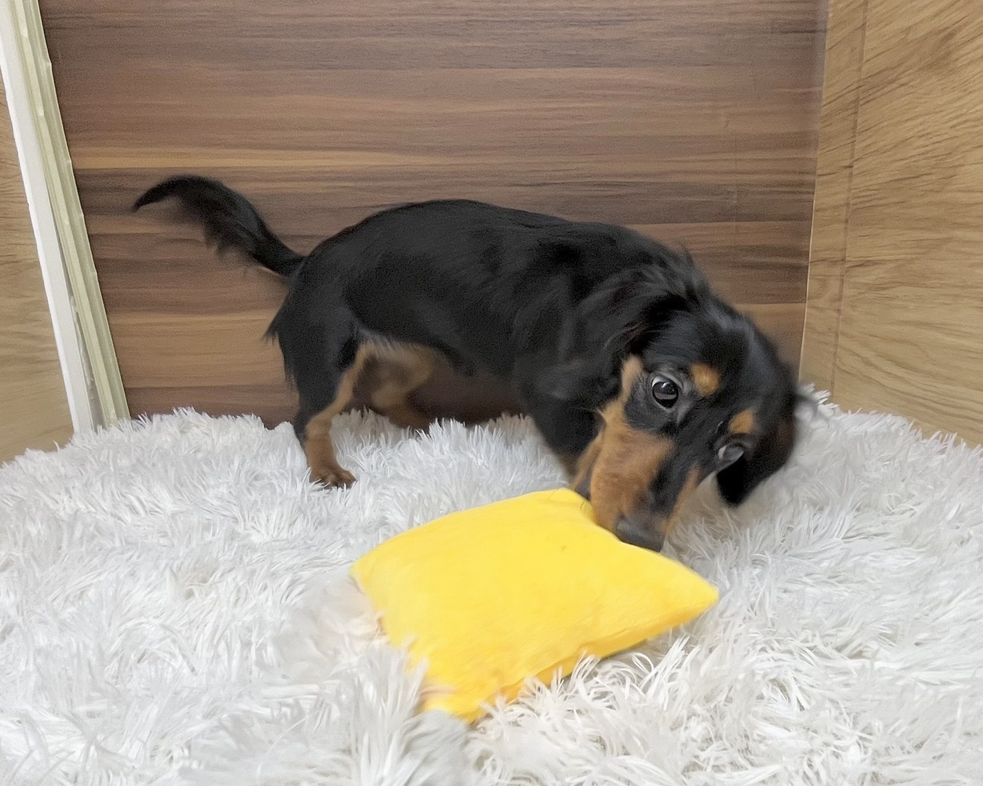 群馬県のミニチュアダックスフンド(ロング) (かねだいペットトライアル桐生/2025年5月11日生まれ/女の子/ブラックタン)の子犬の4枚目の画像