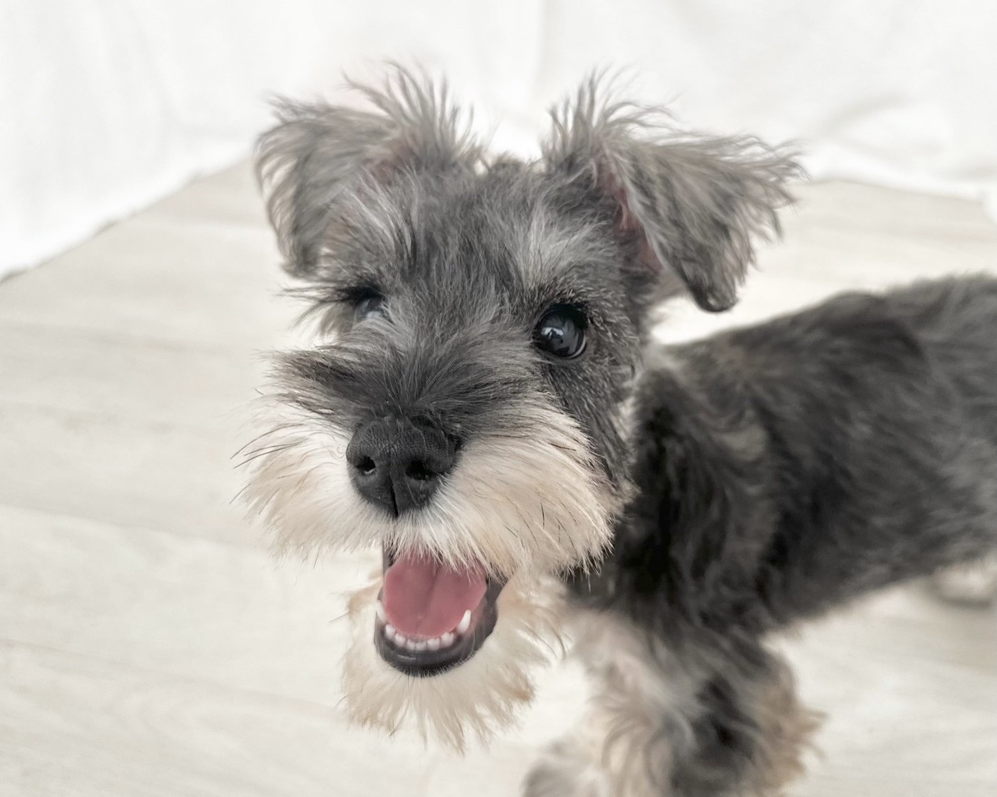 群馬県のミニチュアシュナウザー (かねだいペットトライアル桐生/2025年7月27日生まれ/女の子/ソルトペッパー)の子犬の1枚目の画像