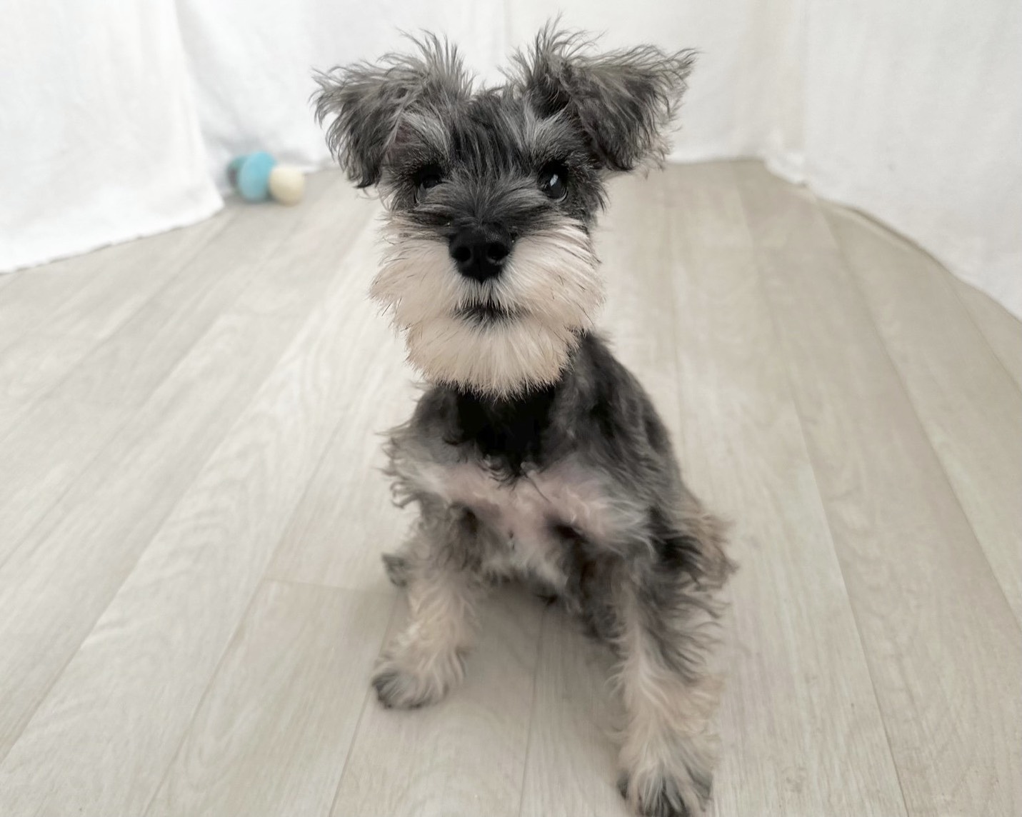 群馬県のミニチュアシュナウザー (かねだいペットトライアル桐生/2025年7月27日生まれ/女の子/ソルトペッパー)の子犬の4枚目の画像