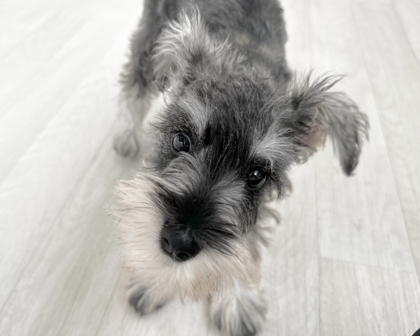 群馬県のミニチュアシュナウザー (かねだいペットトライアル桐生/2025年7月27日生まれ/女の子/ソルトペッパー)の子犬の3枚目の画像