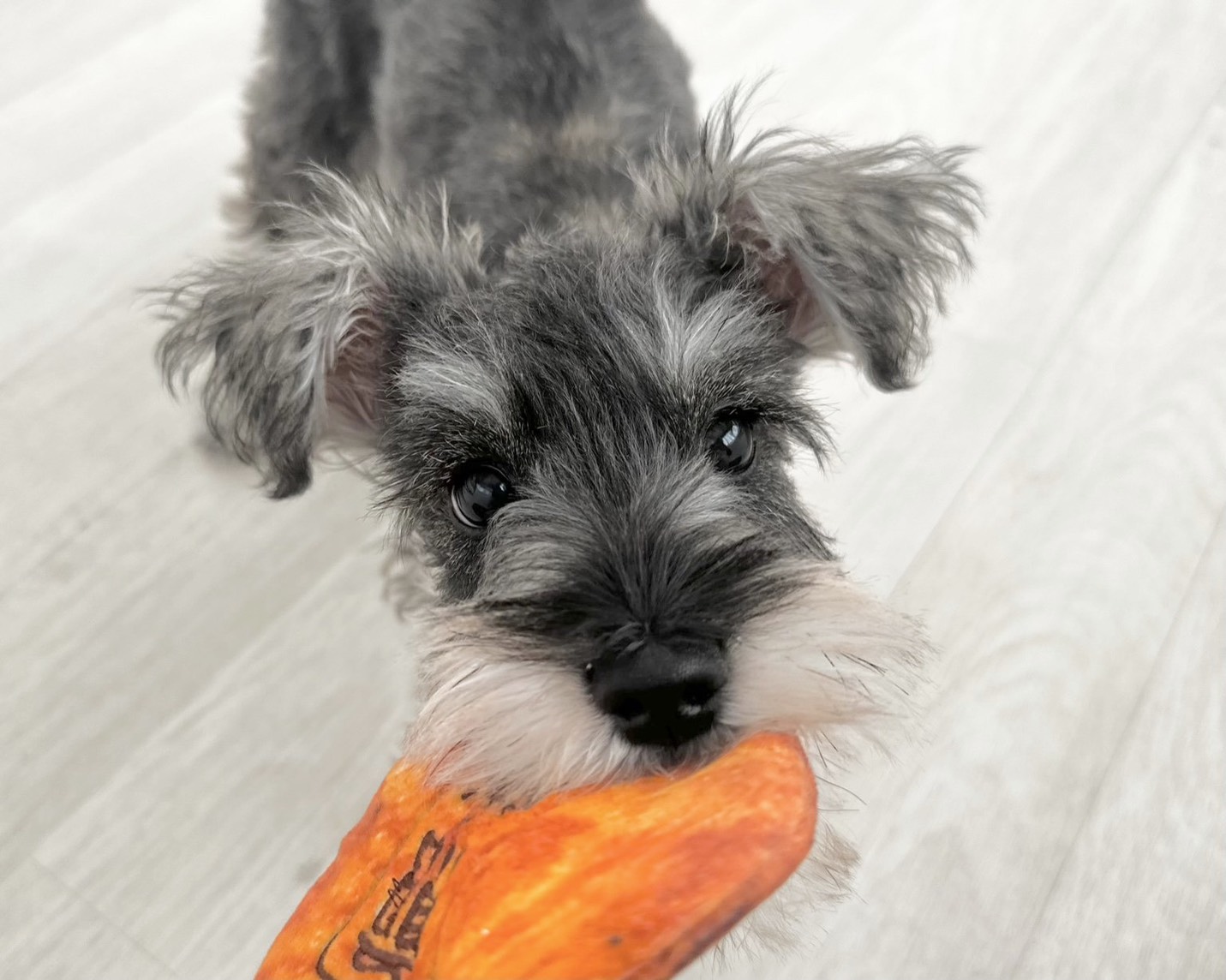 群馬県のミニチュアシュナウザー (かねだいペットトライアル桐生/2025年7月27日生まれ/女の子/ソルトペッパー)の子犬の2枚目の画像