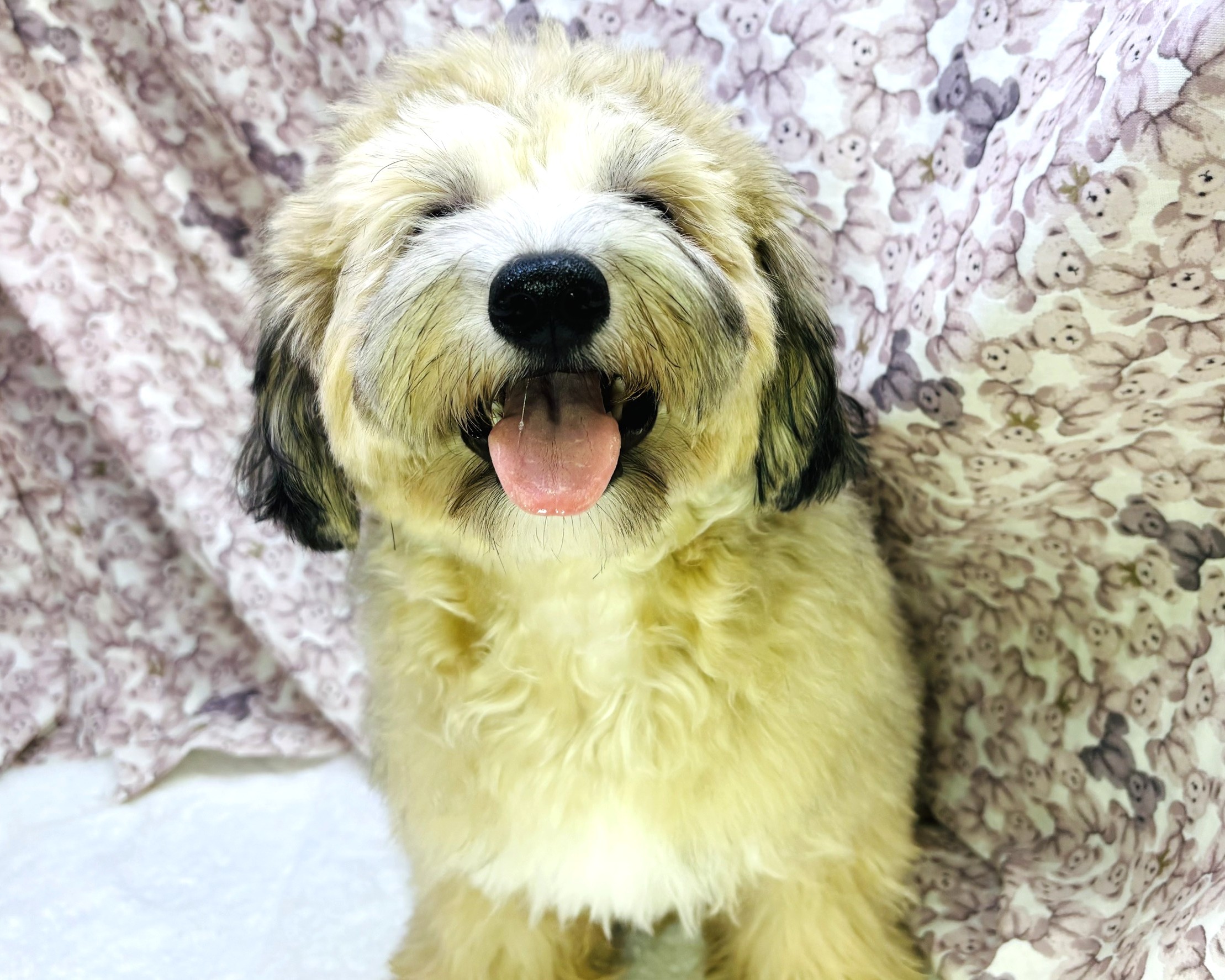 茨城県のチワマル/マルチワ(チワワ×マルチーズ) (かねだいペットトライアル利根川/2025年4月12日生まれ/男の子/その他色)の子犬の2枚目の画像