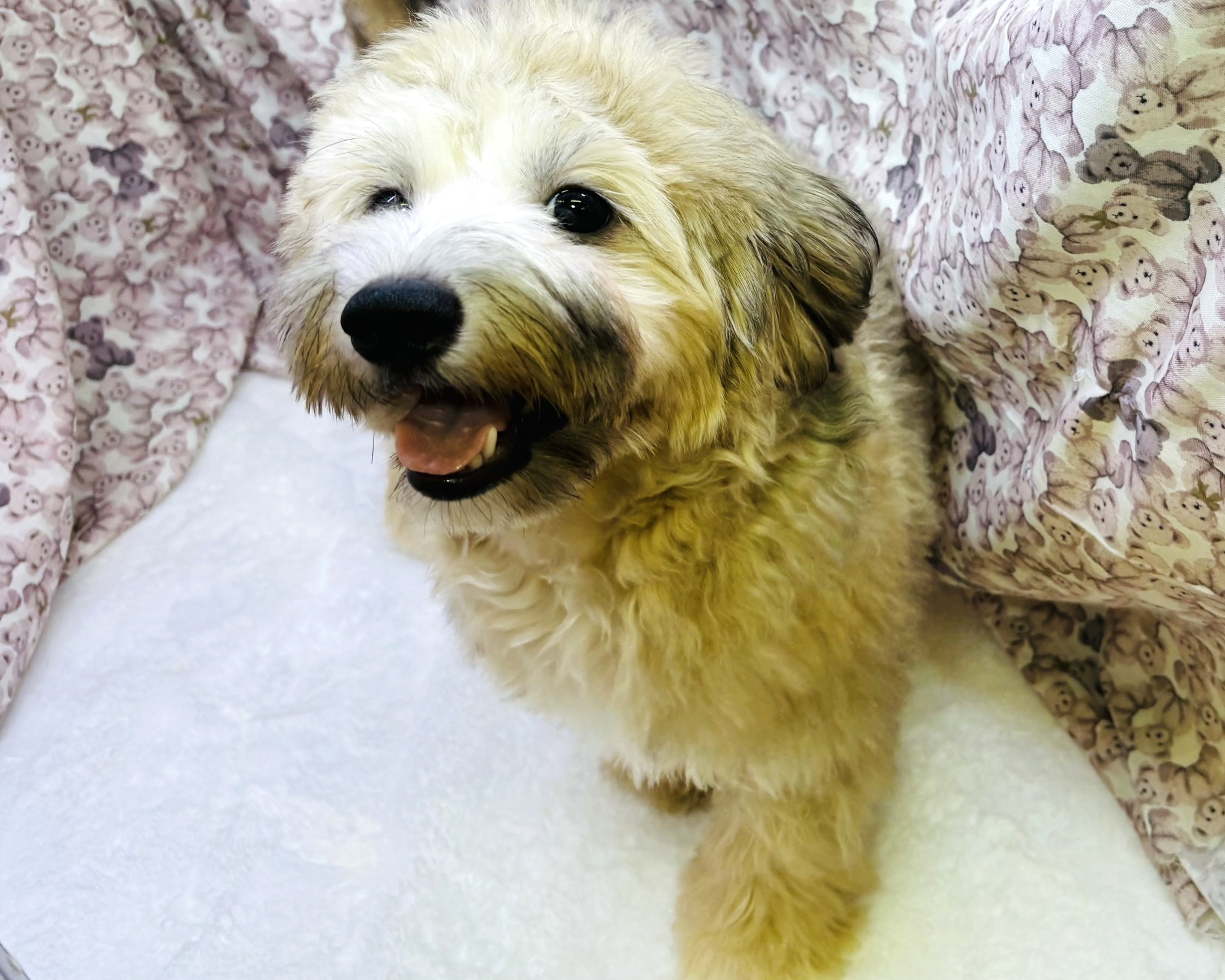 茨城県のチワマル/マルチワ(チワワ×マルチーズ) (かねだいペットトライアル利根川/2025年4月12日生まれ/男の子/その他色)の子犬の3枚目の画像