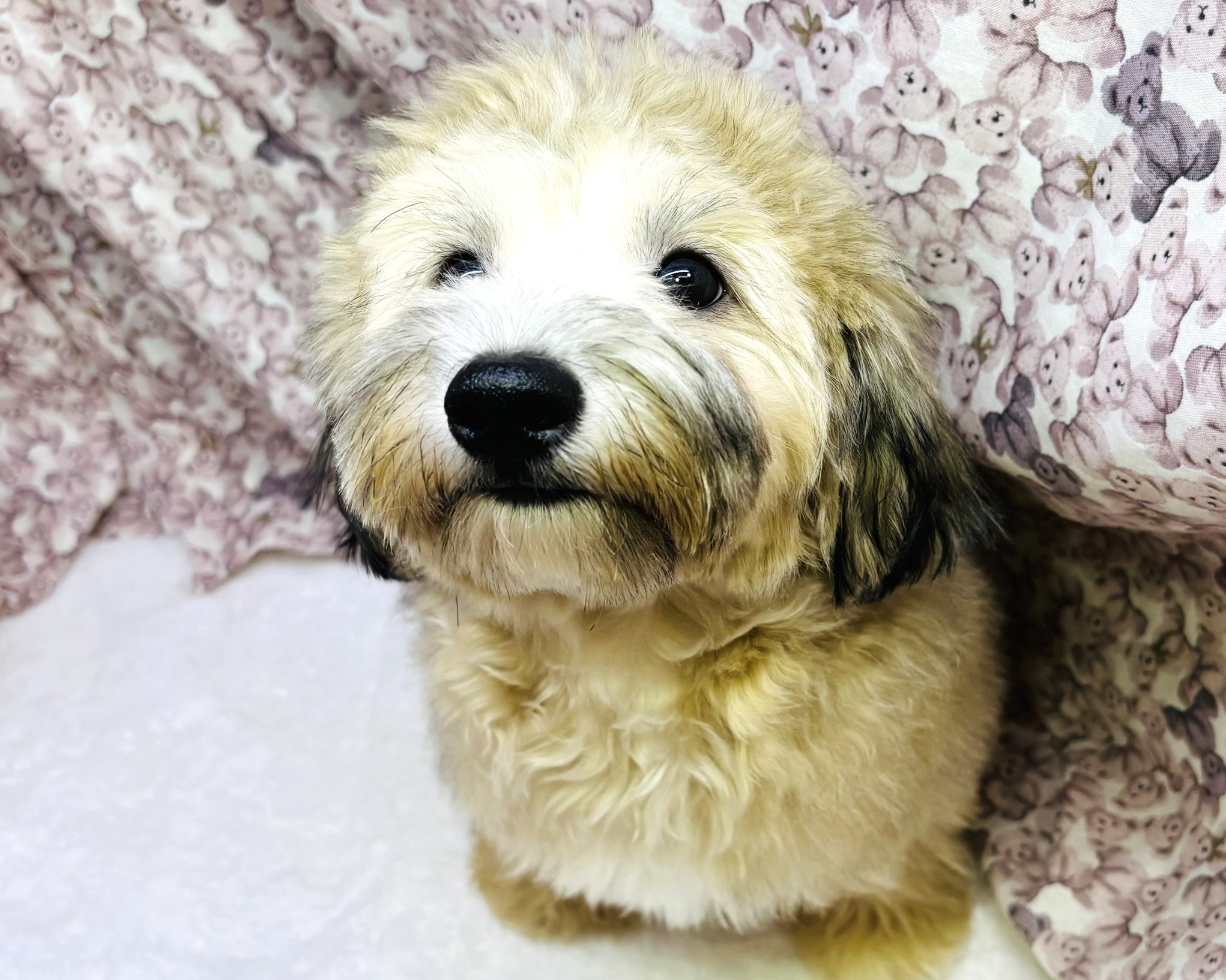 茨城県のチワマル/マルチワ(チワワ×マルチーズ) (かねだいペットトライアル利根川/2025年4月12日生まれ/男の子/その他色)の子犬の4枚目の画像