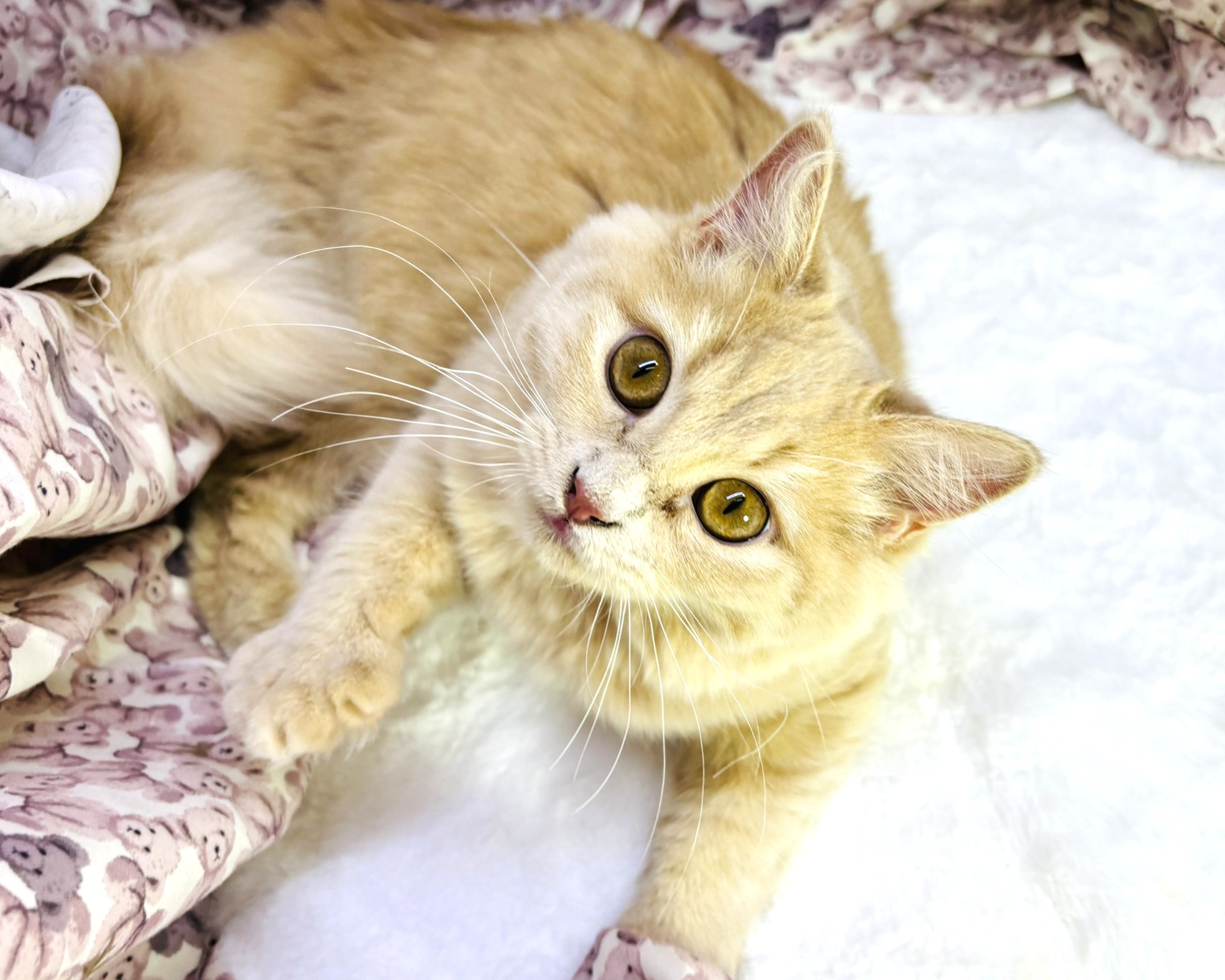 茨城県のミヌエット (かねだいペットトライアル利根川/2025年5月5日生まれ/女の子/クリームタビー)の子猫の1枚目の画像