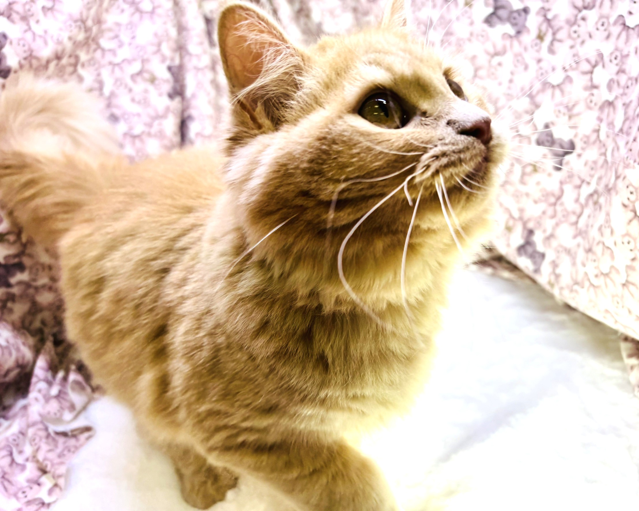 茨城県のミヌエット (かねだいペットトライアル利根川/2025年5月5日生まれ/女の子/クリームタビー)の子猫の2枚目の画像