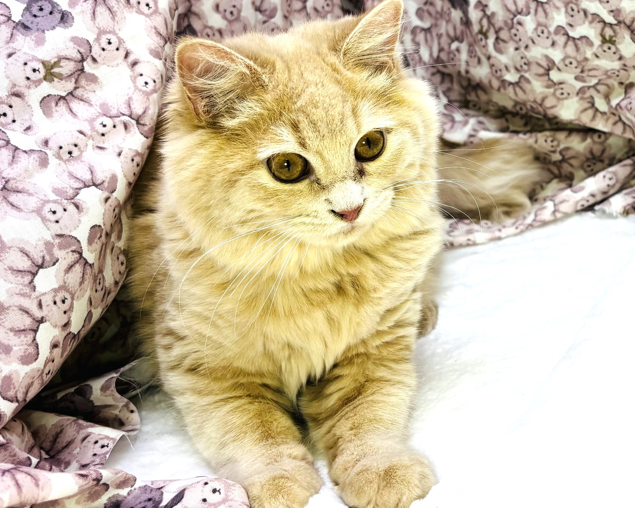 茨城県のミヌエット (かねだいペットトライアル利根川/2025年5月5日生まれ/女の子/クリームタビー)の子猫の3枚目の画像