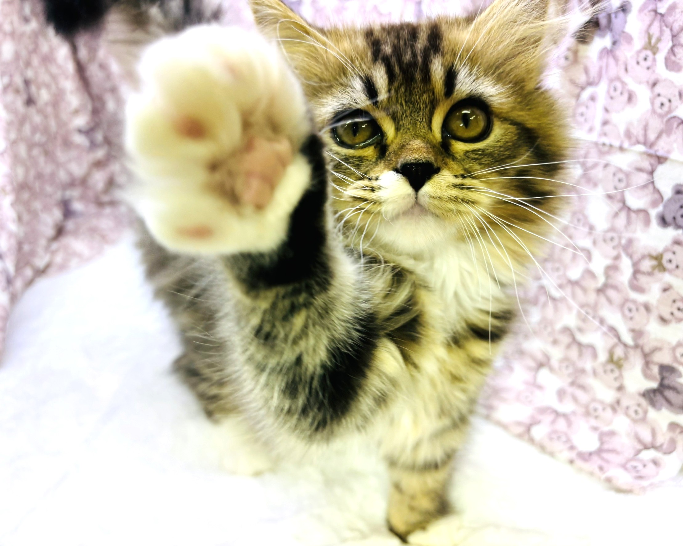 茨城県のハーフ猫・ミックス猫 (かねだいペットトライアル利根川/2025年8月3日生まれ/男の子/ブラウンタビーホワイト)の子猫の1枚目の画像