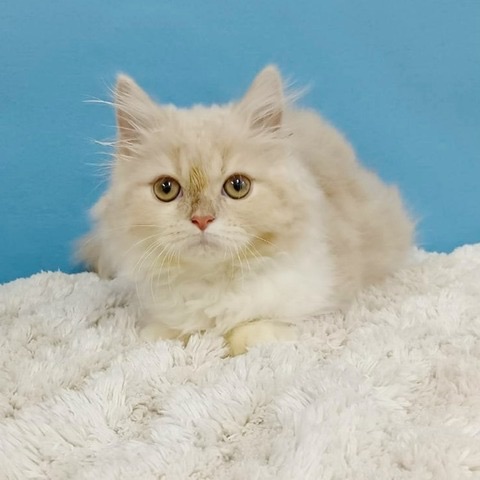 千葉県のマンチカン (かねだい四街道店/2025年8月20日生まれ/男の子/クリームタビーホワイト)の子猫の1枚目の画像