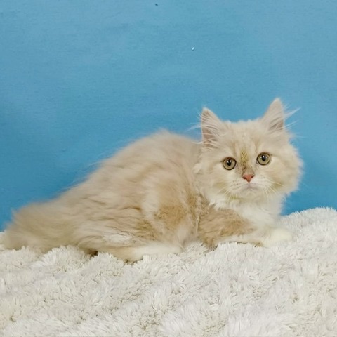 千葉県のマンチカン (かねだい四街道店/2025年8月20日生まれ/男の子/クリームタビーホワイト)の子猫の3枚目の画像