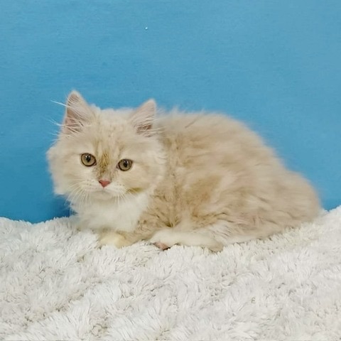 千葉県のマンチカン (かねだい四街道店/2025年8月20日生まれ/男の子/クリームタビーホワイト)の子猫の4枚目の画像