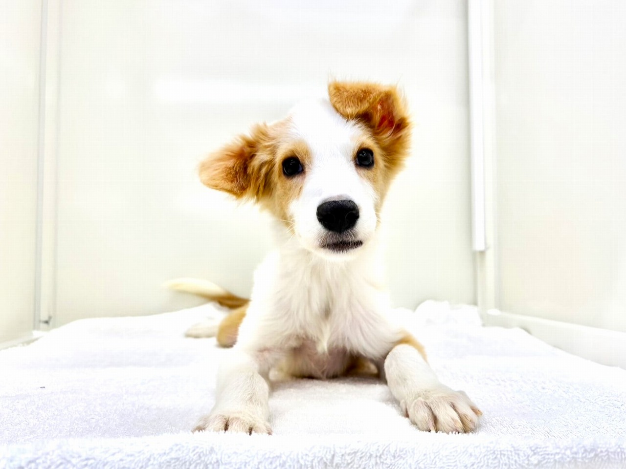 東京都のボーダーコリー (かねだい本町田店/2025年8月16日生まれ/男の子/レッドホワイト)の子犬の1枚目の画像