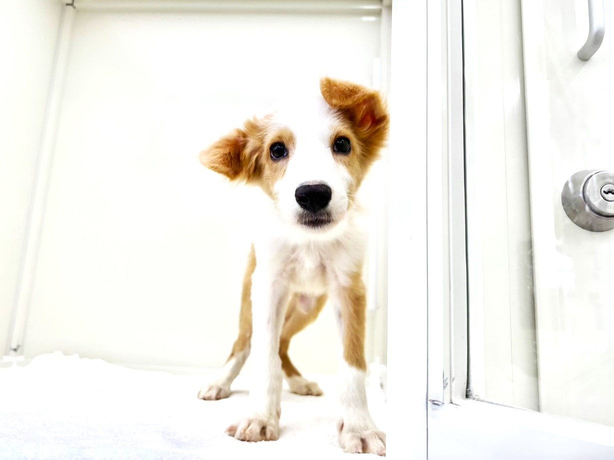 東京都のボーダーコリー (かねだい本町田店/2025年8月16日生まれ/男の子/レッドホワイト)の子犬の2枚目の画像