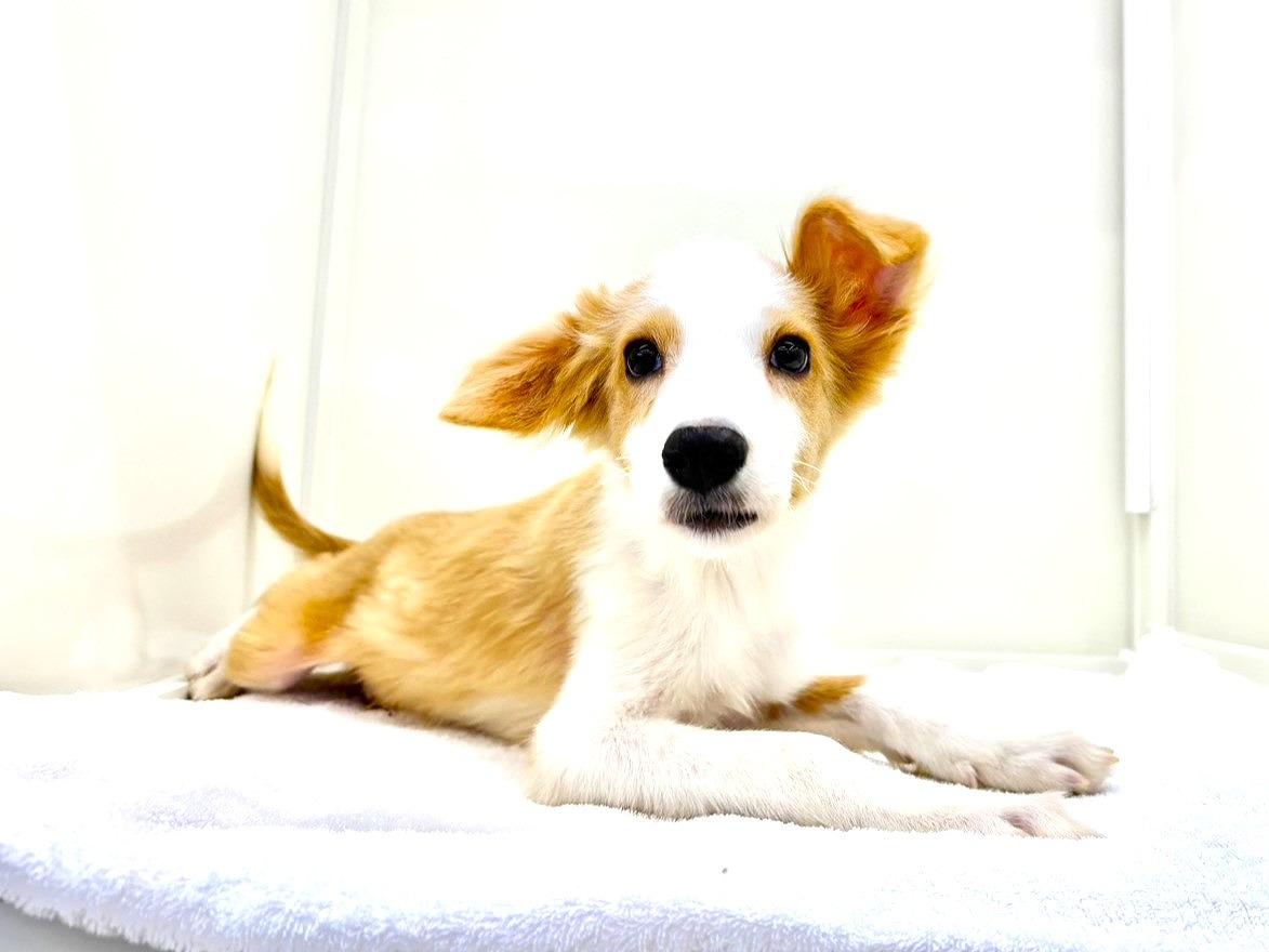 東京都のボーダーコリー (かねだい本町田店/2025年8月16日生まれ/男の子/レッドホワイト)の子犬の3枚目の画像