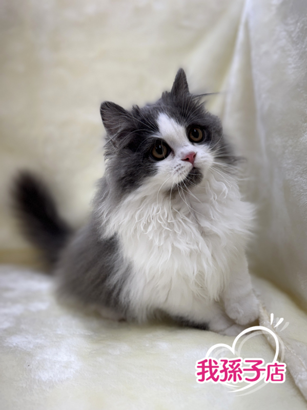 千葉県のマンチカン (かねだい我孫子店/2025年7月19日生まれ/男の子/ブルーホワイト)の子猫の1枚目の画像