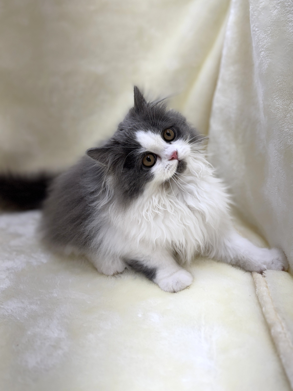 千葉県のマンチカン (かねだい我孫子店/2025年7月19日生まれ/男の子/ブルーホワイト)の子猫の2枚目の画像