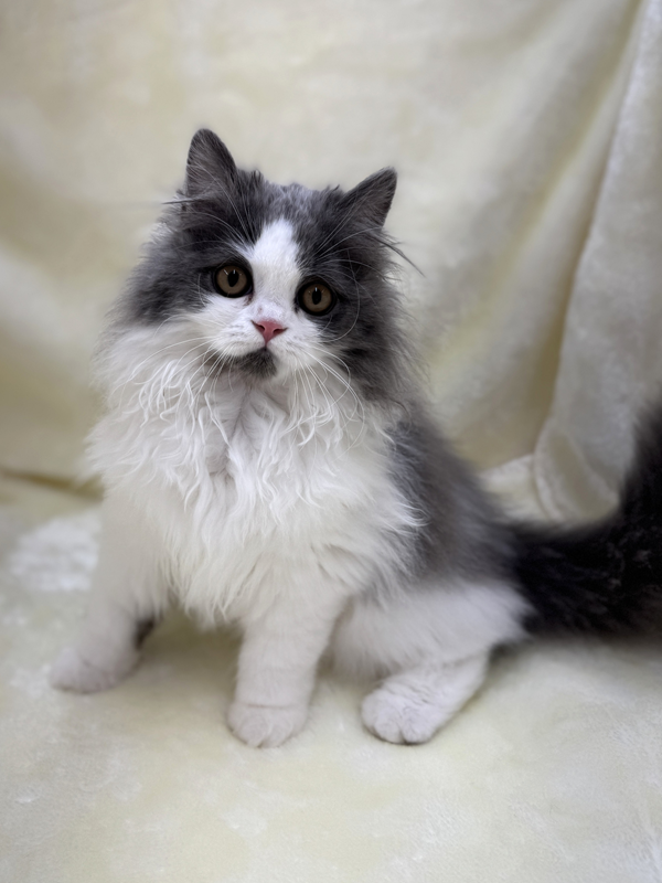 千葉県のマンチカン (かねだい我孫子店/2025年7月19日生まれ/男の子/ブルーホワイト)の子猫の3枚目の画像