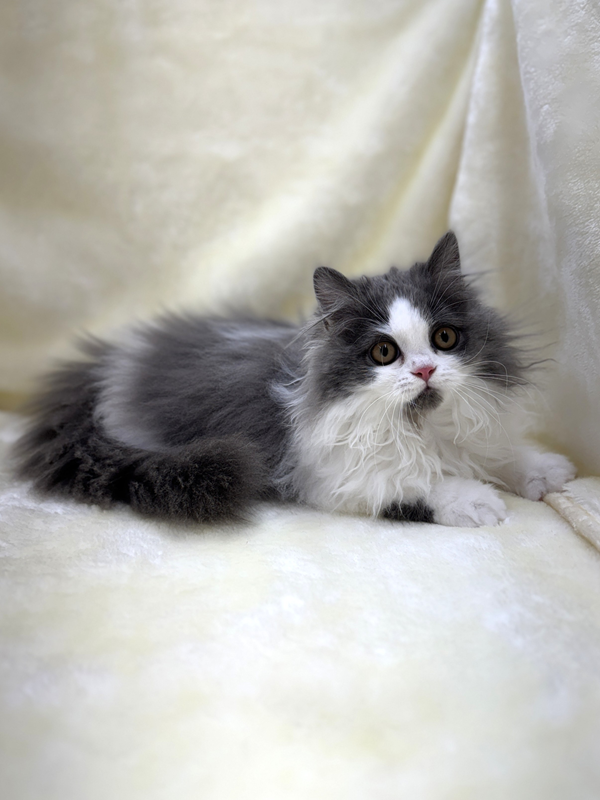 千葉県のマンチカン (かねだい我孫子店/2025年7月19日生まれ/男の子/ブルーホワイト)の子猫の4枚目の画像