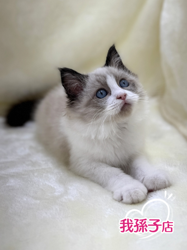 千葉県のラグドール (かねだい我孫子店/2025年8月19日生まれ/女の子/シールポイントバイカラー)の子猫の1枚目の画像