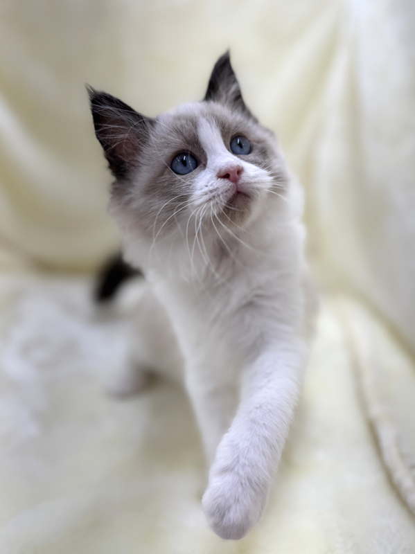 千葉県のラグドール (かねだい我孫子店/2025年8月19日生まれ/女の子/シールポイントバイカラー)の子猫の2枚目の画像