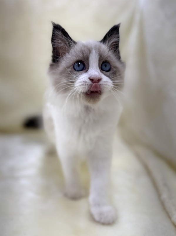 千葉県のラグドール (かねだい我孫子店/2025年8月19日生まれ/女の子/シールポイントバイカラー)の子猫の3枚目の画像