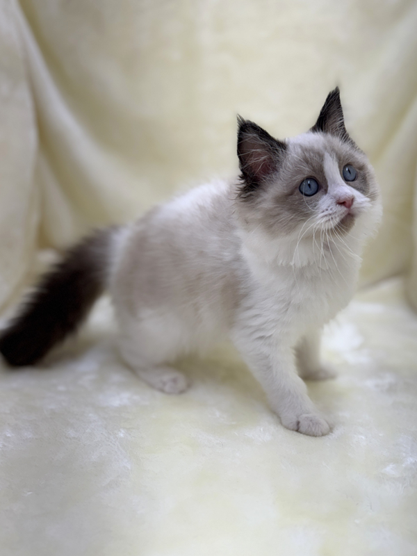 千葉県のラグドール (かねだい我孫子店/2025年8月19日生まれ/女の子/シールポイントバイカラー)の子猫の4枚目の画像