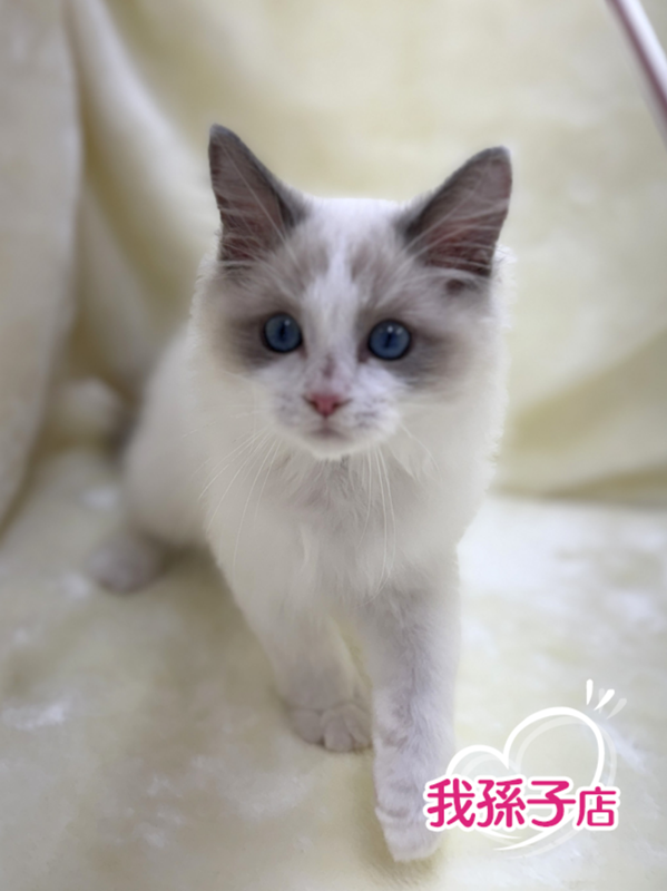 千葉県のラグドール (かねだい我孫子店/2025年8月13日生まれ/男の子/ブルーポイントバイカラー)の子猫の1枚目の画像