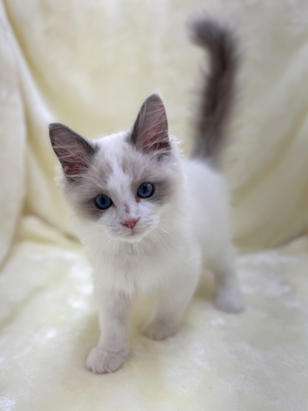 千葉県のラグドール (かねだい我孫子店/2025年8月13日生まれ/男の子/ブルーポイントバイカラー)の子猫の2枚目の画像