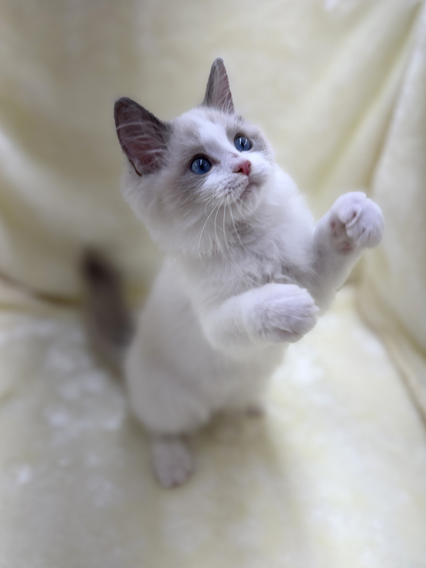 千葉県のラグドール (かねだい我孫子店/2025年8月13日生まれ/男の子/ブルーポイントバイカラー)の子猫の3枚目の画像
