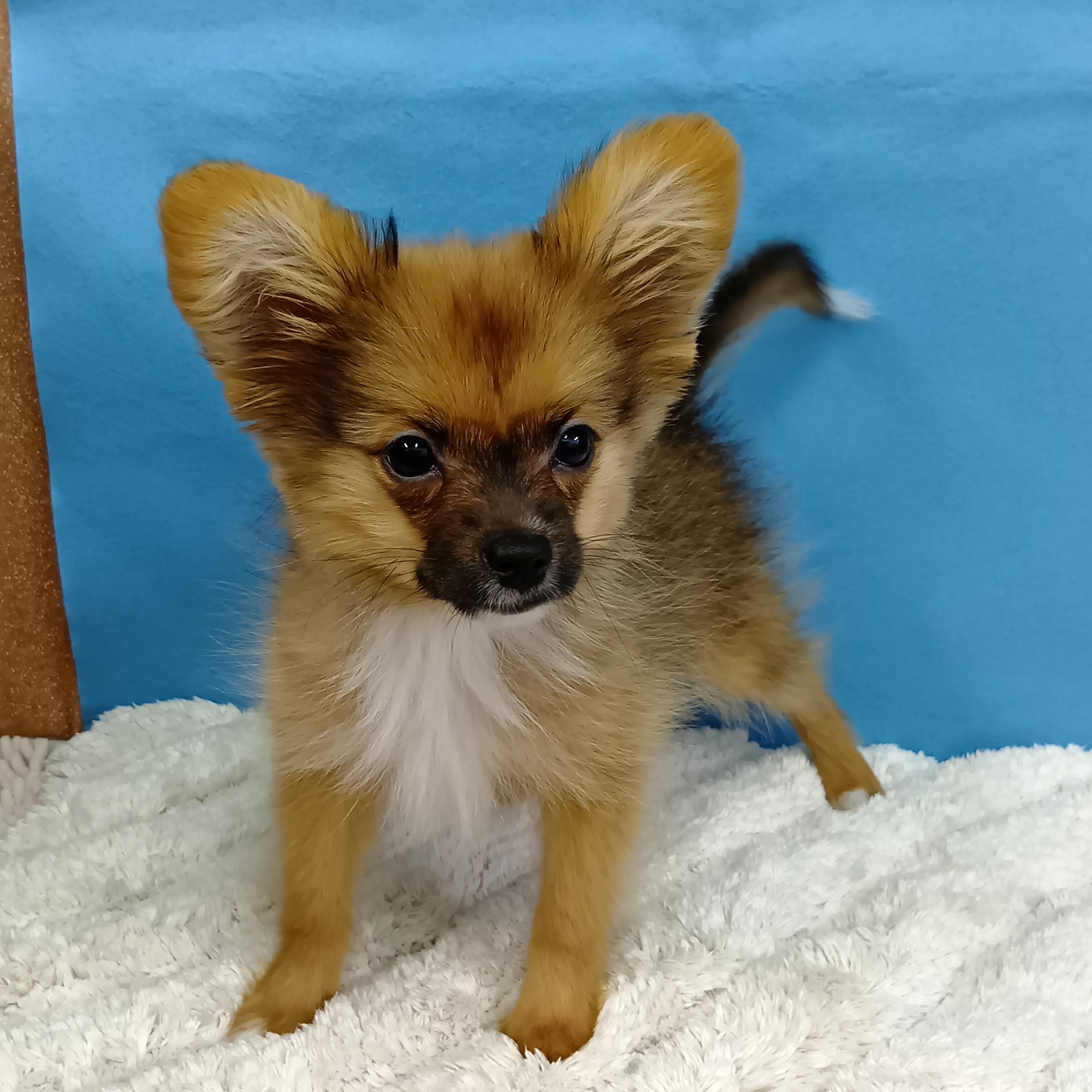 千葉県のハーフ犬・ミックス犬 (かねだい四街道店/2025年8月9日生まれ/男の子/オレンジセーブルホワイト)の子犬の1枚目の画像