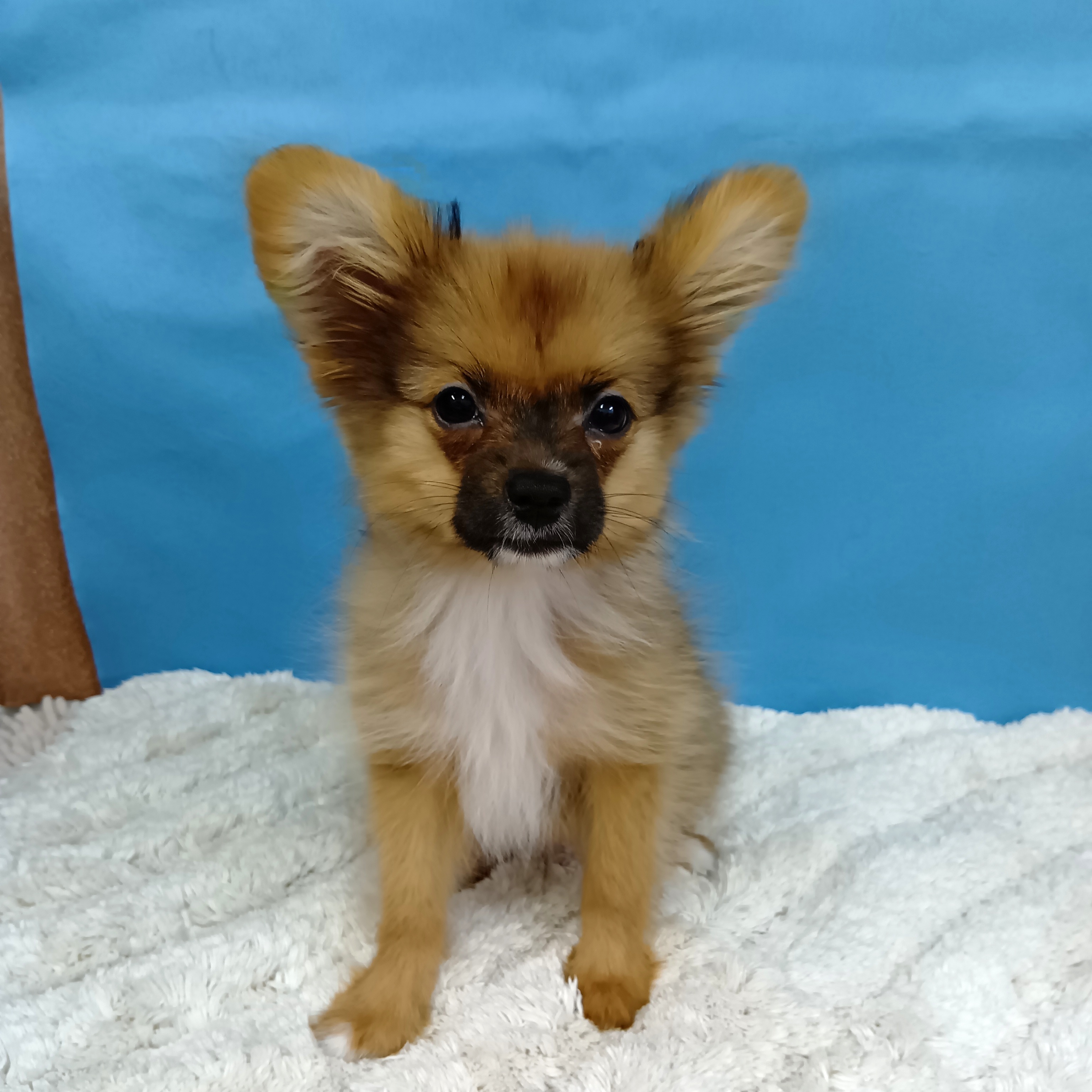 千葉県のハーフ犬・ミックス犬 (かねだい四街道店/2025年8月9日生まれ/男の子/オレンジセーブルホワイト)の子犬の2枚目の画像