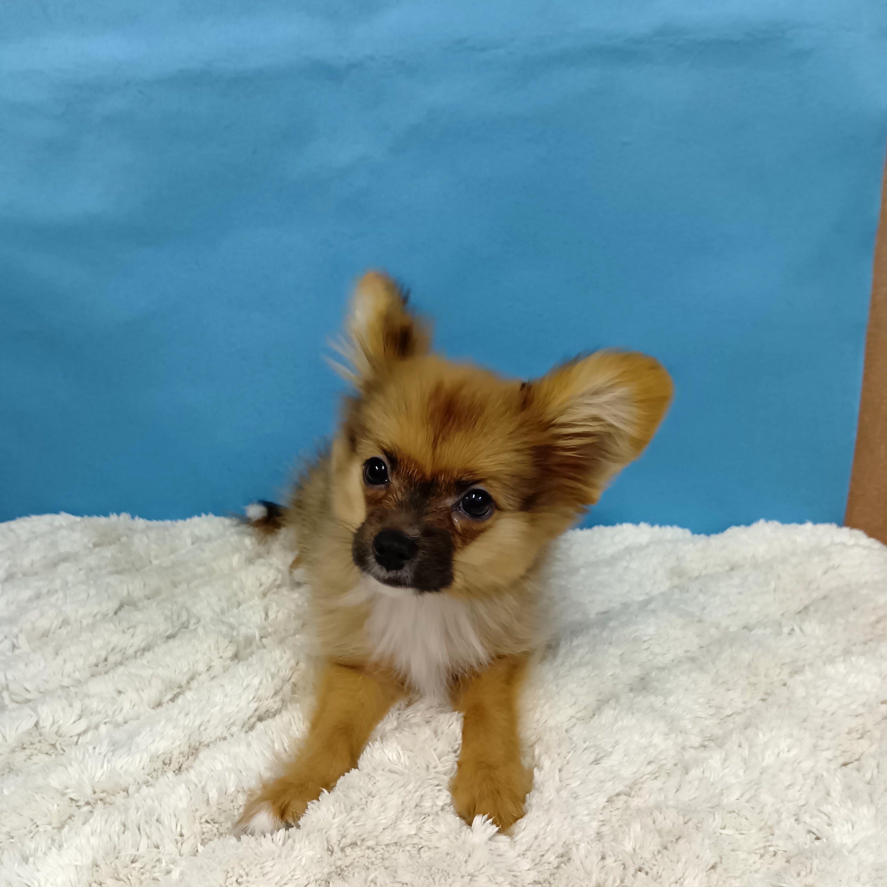 千葉県のハーフ犬・ミックス犬 (かねだい四街道店/2025年8月9日生まれ/男の子/オレンジセーブルホワイト)の子犬の3枚目の画像