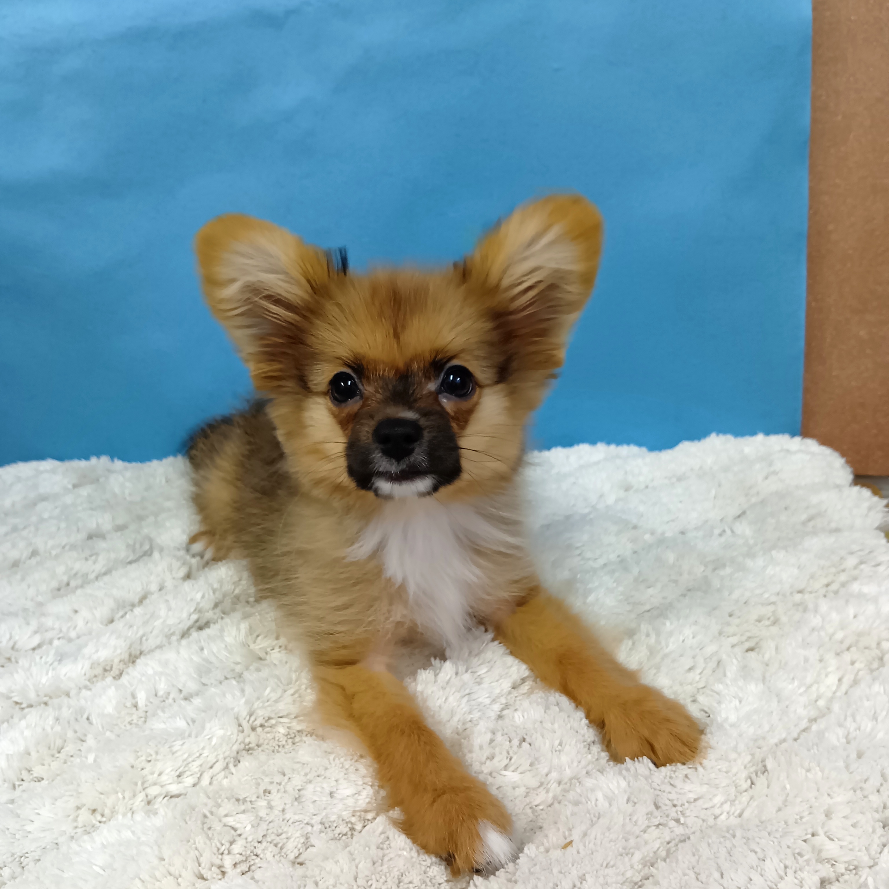 千葉県のハーフ犬・ミックス犬 (かねだい四街道店/2025年8月9日生まれ/男の子/オレンジセーブルホワイト)の子犬の4枚目の画像